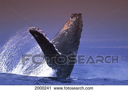 Hawaii, Side View Humpback Whale (Megaptera Novaeangliae) Breaching, Pacific Ocean D1962 View Large Photo Image Stock Image - Hawaii, Side View Humpback Whale (Megaptera Novaeangliae) Breaching, Pacific Ocean D1962. Fotosearch