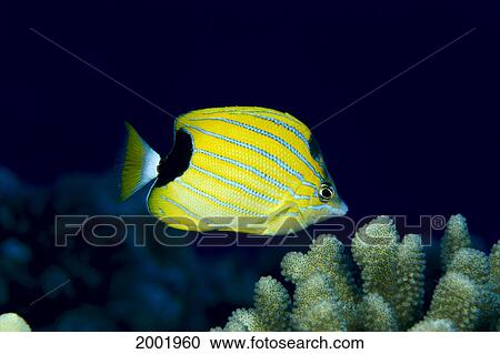 Stock Image - Hawaii, Side View Of A Brightly Colored Bluestripe Butterflyfish (Chaetodon Fremblii). Fotosearch