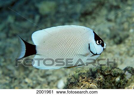 Hawaii, Side View Of White Masked Angelfish, Female (Genicanthus Personatus) View Large Photo Image Stock Image - Hawaii, Side View Of White Masked Angelfish, Female (Genicanthus Personatus). Fotosearch