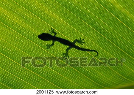 Hawaii, Silhouette Of Gecko Through Leaf Of Banana Plant View Large Photo Image Stock Photography - Hawaii, Silhouette Of Gecko Through Leaf Of Banana Plant. Fotosearch