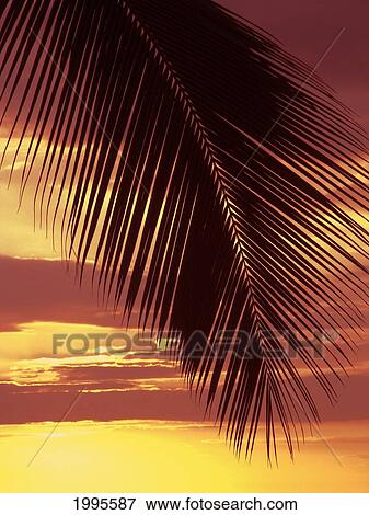Stock Photo - Hawaii, Silhouette Of Palm Frond Against Orange Sunset. Fotosearch