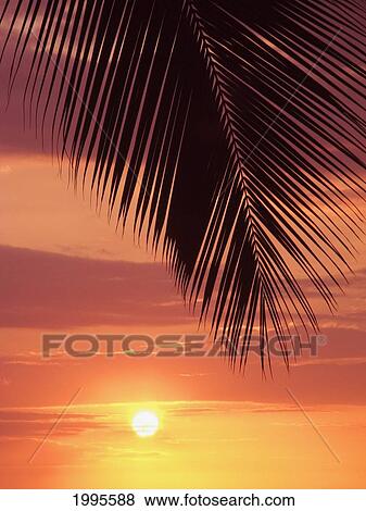 Stock Photo - Hawaii, Silhouette Of Palm Frond Against Orange Sunset. Fotosearch
