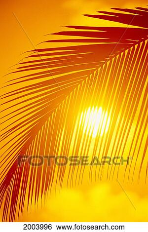 Stock Photograph - Hawaii, Silhouette Of Palm Frond Against Golden Orange Sky, Sun Ball Puffy Cloud Along Bottom. Fotosearch