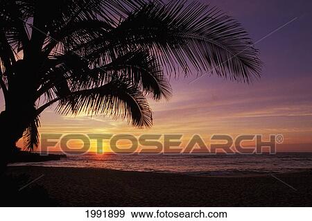 Stock Photo - Hawaii, Silhouette Of Palm Tree Near Ocean, Colorful Sunset.. Fotosearch
