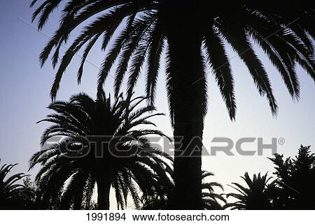 Hawaii, Silhouette Of Royal Palm Tree. View Large Photo Image Picture - Hawaii, Silhouette Of Royal Palm Tree.. Fotosearch