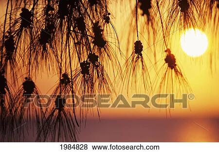 Stock Photo - Hawaii, Silhouetted Branches Of Ironwood Pine, Orange Sunset Over Ocean In Background.. Fotosearch