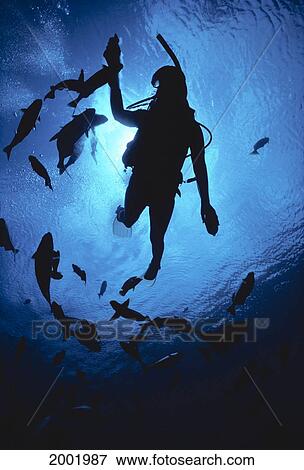 Stock Photo - Hawaii, Silhouetted Diver And Reef Fish, View From Below, Sunburst. Fotosearch