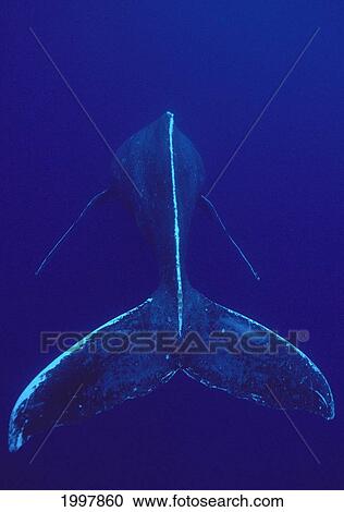 Stock Image - Hawaii, Singing Humpback Whale (Megaptera Novaeangliae) View Of Tail A94J. Fotosearch