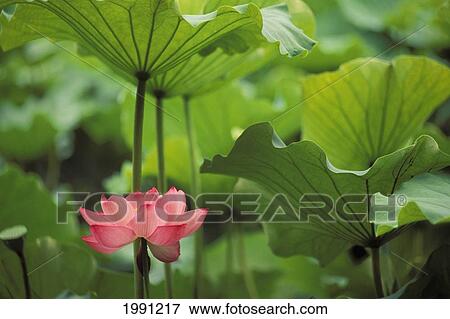 Hawaii, Single Bright Pink, Full Lotus Blossom Amongst Green Leaf And Stems. View Large Photo Image Stock Photo - Hawaii, Single Bright Pink, Full Lotus Blossom Amongst Green Leaf And Stems.. Fotosearch