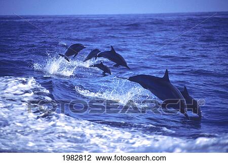 Stock Image - Hawaii, Six Spinner Dolphins (Stenella Longirostris) Leap Into The Air At The Same Time.. Fotosearch