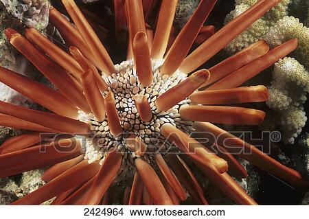 Picture - Hawaii, Slate Pencil Sea Urchin (Heterocentrotus mammillatus). Fotosearch
