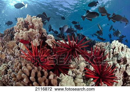 Stock Image - Hawaii, Slate pencil sea urchins (Heterocentrotus mammillatus) color the foreground of this Hawaiian reef scene with black triggerfish (Melichthys niger) and hard coral.. Fotosearch