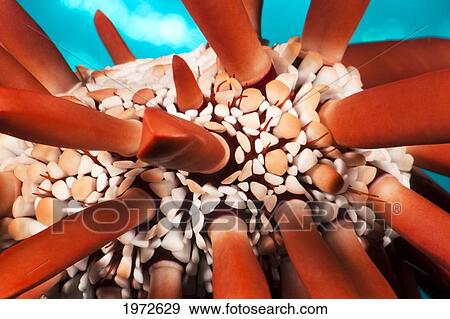 Stock Photo - Hawaii, Slate Pencil Urchin, (Heterocentrotus Mammillatus).. Fotosearch
