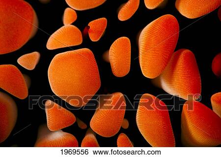 Hawaii, Slate Pencil Urchin, (Heterocentrotus Mammillatus). View Large Photo Image Stock Photograph - Hawaii, Slate Pencil Urchin, (Heterocentrotus Mammillatus).. Fotosearch