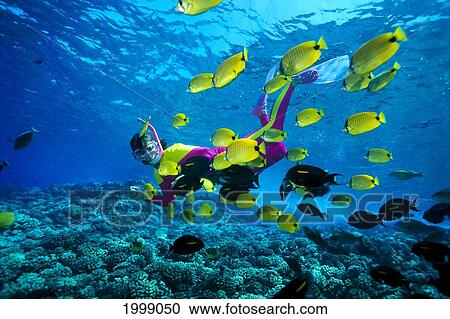 Stock Image - Hawaii, Snorkeler With Lemon Butterflyfish And Black Surgeon Fish B1311. Fotosearch