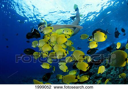 Stock Image - Hawaii, Snorkeler With Lemon Butterflyfish (Chaetodon Miliaris) B1305. Fotosearch