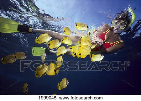 Hawaii, Snorkeling Woman With Butterflyfish View Large Photo Image Stock Photography - Hawaii, Snorkeling Woman With Butterflyfish. Fotosearch