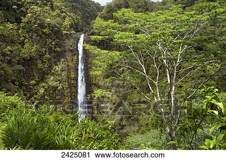 Stock Image - Hawaii, South Hilo, Akaka Falls State Park, Waterfall surrounded by lush foliage, Tree in foreground.. Fotosearch