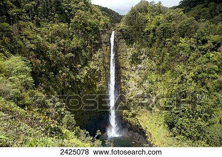 Stock Photo - Hawaii, South Hilo, Akaka Falls State Park, Waterfall surrounded by lush foliage.. Fotosearch