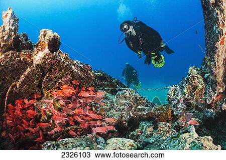 Hawaii, South Maui, Two Divers Explore A Wwii Landing Craft With Endemic Hawaiian Squirrelfish (Sargocentron Xantherythrum) Hiding Within. View Large Photo Image Stock Image - Hawaii, South Maui, Two Divers Explore A Wwii Landing Craft With Endemic Hawaiian Squirrelfish (Sargocentron Xantherythrum) Hiding Within.. Fotosearch