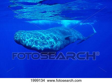 Hawaii, Sperm Whale (Physeter Macrocephalus) Near Waters Surface B2010 View Large Photo Image Picture - Hawaii, Sperm Whale (Physeter Macrocephalus) Near Waters Surface B2010. Fotosearch
