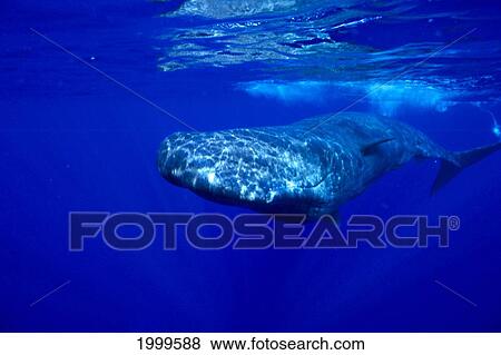 Stock Photo - Hawaii, Sperm Whale (Physeter Macrocephalus) Near Waters Surface, C2010. Fotosearch