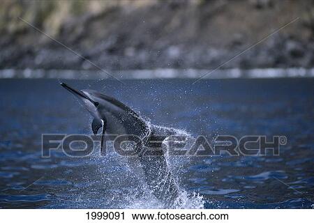 Stock Image - Hawaii, Spinner Dolphin (Stenella Longirostris) Jumps And Twists In Air, B1879. Fotosearch