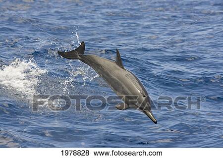 Stock Photo - Hawaii, Spinner Dolphin (Stenella Longirostris) Leaps Into The Air.. Fotosearch