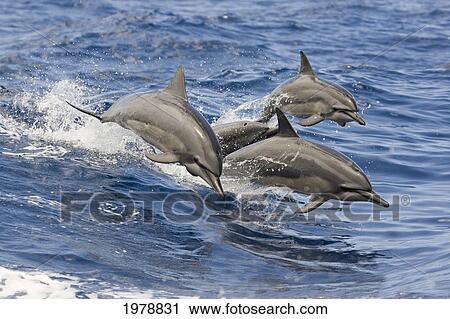 Hawaii, Spinner Dolphins (Stenella Longirostris) Leap Into The Air At The Same Time. View Large Photo Image Stock Image - Hawaii, Spinner Dolphins (Stenella Longirostris) Leap Into The Air At The Same Time.. Fotosearch