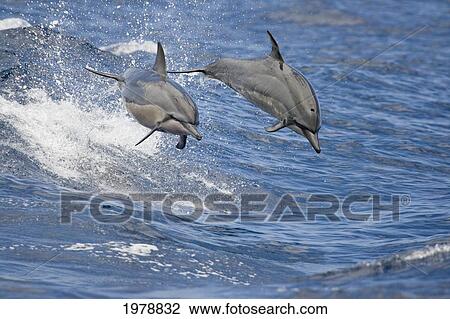 Hawaii, Spinner Dolphins (Stenella Longirostris) Leap Into The Air At The Same Time. View Large Photo Image Stock Image - Hawaii, Spinner Dolphins (Stenella Longirostris) Leap Into The Air At The Same Time.. Fotosearch
