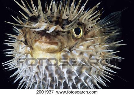 Stock Photo - Hawaii, Spiny Puffer (Diodon Holocanthus) Close-Up With Mouth Open, Black Background. Fotosearch