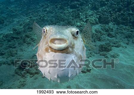 Stock Image - Hawaii, Spotted Burrfush (Chilomycterus Reticulatus), Very Rare In This Part Of The World.. Fotosearch