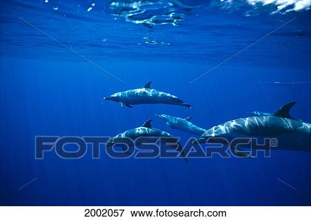 Hawaii, Spotted Dolphins Underwater Side View Near Surface With Reflections View Large Photo Image Stock Photo - Hawaii, Spotted Dolphins Underwater Side View Near Surface With Reflections. Fotosearch