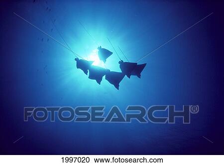 Stock Image - Hawaii, Spotted Eagle Leopard Rays, Silhouetted Near Surface (Aetobatus Narinari) A86G. Fotosearch