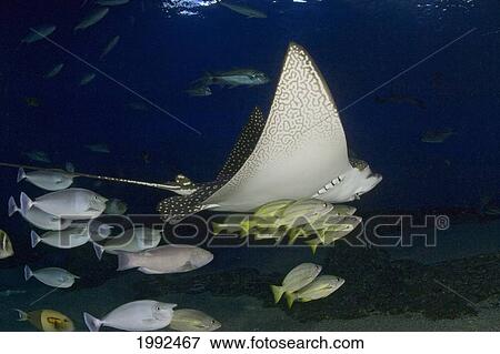 Stock Photo - Hawaii, Spotted Eagle Ray (Aetobatis Narinari) And Reef Fish.. Fotosearch
