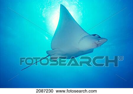 Stock Image - Hawaii, Spotted Eagle Ray (Aetobatus narinari) sunburst. Fotosearch