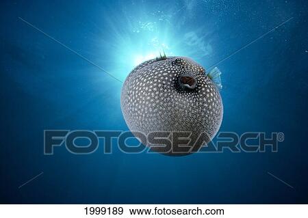 Hawaii, Spotted Pufferfish, B1907 View Large Photo Image Stock Photo - Hawaii, Spotted Pufferfish, B1907. Fotosearch
