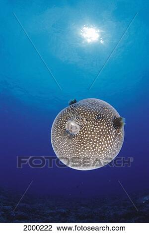 Stock Image - Hawaii, Spotted Pufferfish Expanded Float, Blue Ocean Sunburst Arothron Meleagris D1873. Fotosearch