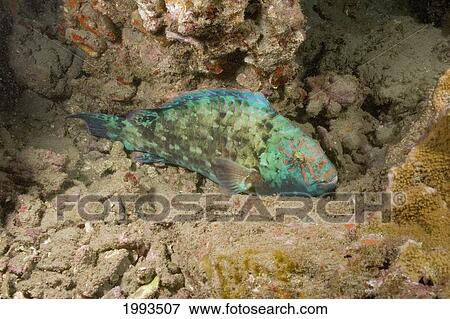 Stock Photo - Hawaii, Stareye Parrotfish (Calotomus Carolinus) Among Coral Reef At Night.. Fotosearch
