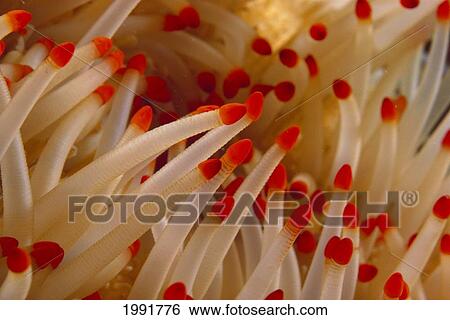 Stock Photograph - Hawaii, Starfish Close-Up, Detail Of Tentacles.. Fotosearch