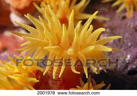 Stock Photo - Hawaii, Stony Cup Coral (Tube Coral) Close-Up Detail. Fotosearch