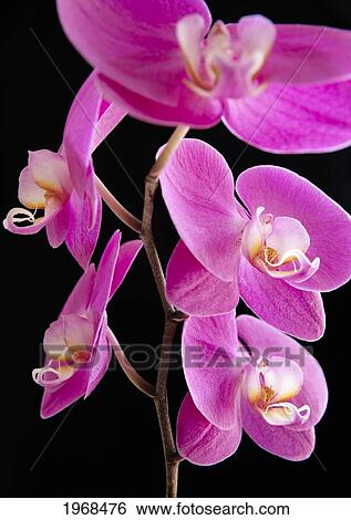 Stock Photograph - Hawaii, Studio Shot Of A Branch Of Pink Orchids On A Black Background.. Fotosearch