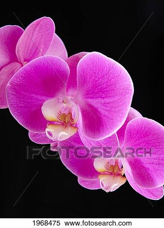 Stock Photography - Hawaii, Studio Shot Of A Branch Of Pink Orchids On A Black Background.. Fotosearch
