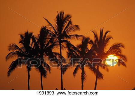 Hawaii, Sunset, Cluster Of Palm Trees, Sun Ball. View Large Photo Image Stock Image - Hawaii, Sunset, Cluster Of Palm Trees, Sun Ball.. Fotosearch