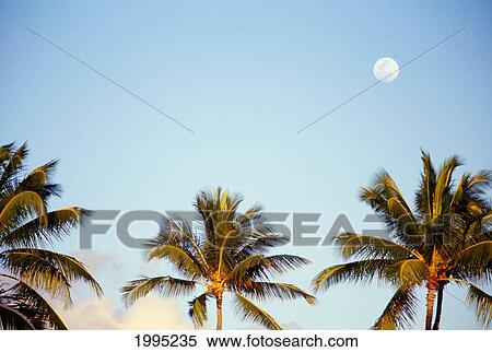 Hawaii, Tall Palm Trees Against Blue Sky, Full Moon Above View Large Photo Image Stock Photography - Hawaii, Tall Palm Trees Against Blue Sky, Full Moon Above. Fotosearch