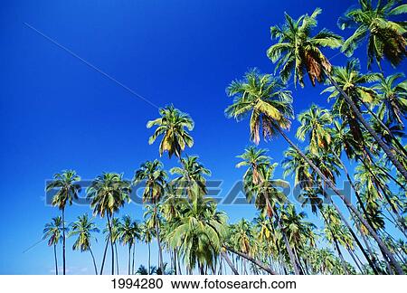 Hawaii, Tall Palm Trees Against Bright Blue Sky View Large Photo Image Stock Image - Hawaii, Tall Palm Trees Against Bright Blue Sky. Fotosearch