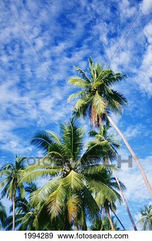 Hawaii, Tall Palm Trees Against Bright Blue Sky And Clouds View Large Photo Image Stock Photo - Hawaii, Tall Palm Trees Against Bright Blue Sky And Clouds. Fotosearch
