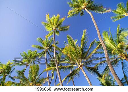 Hawaii, Tall Palm Trees Against Bright Blue Sky View Large Photo Image Stock Photo - Hawaii, Tall Palm Trees Against Bright Blue Sky. Fotosearch