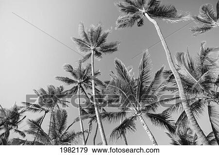 Stock Photo - Hawaii, Tall palm trees against sky (black and white photograph). Fotosearch