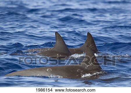 Picture - Hawaii, The Dorsal Fins Of Three Pygmy Killer Whales (Feresa Attenuata) Also Known As The Slender Blackfish Or The Slender Pilot Whale. Fotosearch